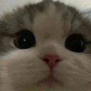 ss_catstare Discord emoji