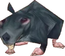 rat rat