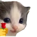 CIaroseforyouhehe CIaroseforyouhehe