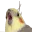 birbaaa