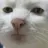 catSeriously