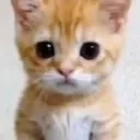 elgato