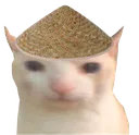 chinesebruhcat