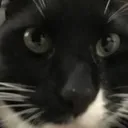 gato