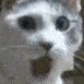 1oohcat Discord emoji