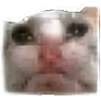 dbvtvCat dbvtvCat