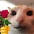 cat_rose