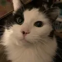 Meow