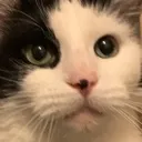 stare