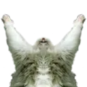 Praisekitty