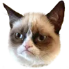 Grumpy Cat Grumpycat Discord Emoji