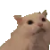 myaaacat