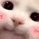 wvd_CatBlushuwu