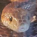 CopperEmoji Discord Emoji