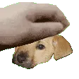 petDuke