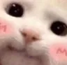 cat_cute cat_cute