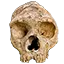 androidskull