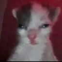 Cryy cryy Discord Emoji