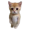 HELLO