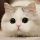 ss_catplead Discord emoji