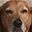 pupperSus