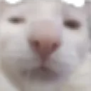 leroystare