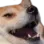 UNALmaoDog
