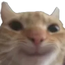 happcat