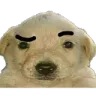 dog_with_raised_eyebrow dog_with_raised_eyebrow