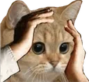 NotLikeCat
