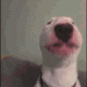 dogdancememe
