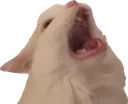 cat_roar