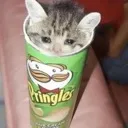 catPringles