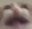 catyelp