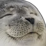 sealcontent