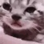 SadCatCry