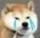 dogeCry