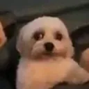 perromiedoso