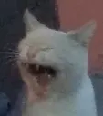 zzzz