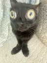 stupidcat