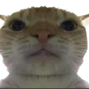 Cato Cato Discord Emoji