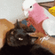 birdpetcat Discord emoji