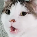 pagchamp2