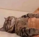 cat_sleep