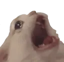 catscreams