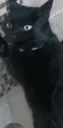 eziotrapped