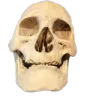 skullHD