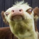 cow Discord emoji