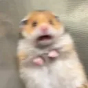 scared_hamster