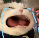 cb_cat_cry Discord emoji